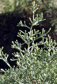 Helichrysum hoockeri